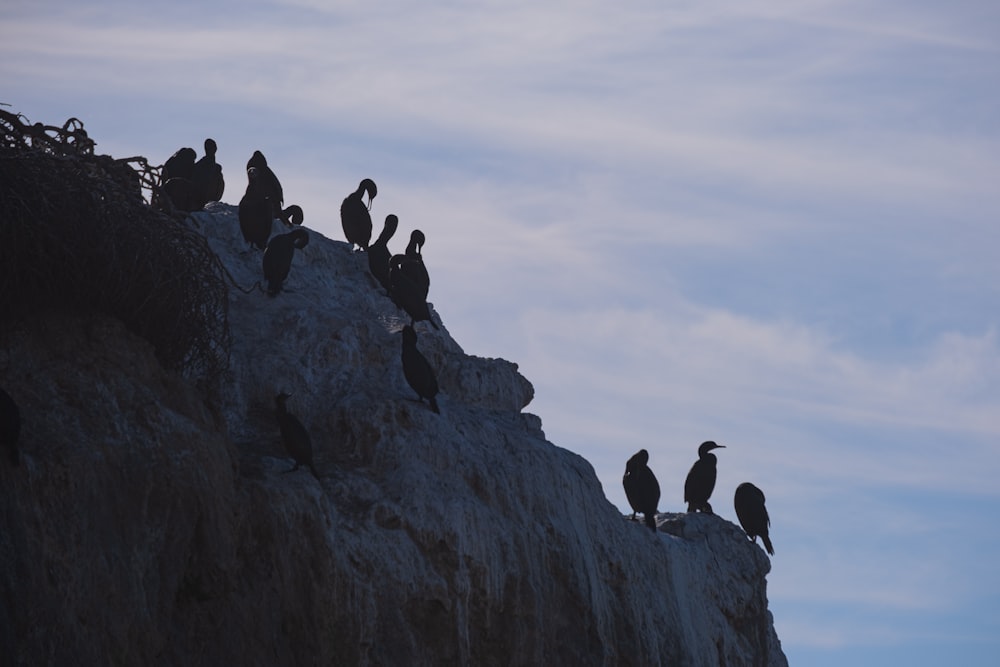 a flock of birds sitting on top of a cliff