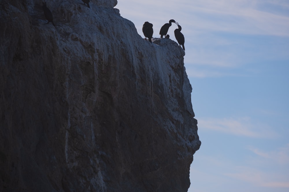 a group of birds sitting on the edge of a cliff