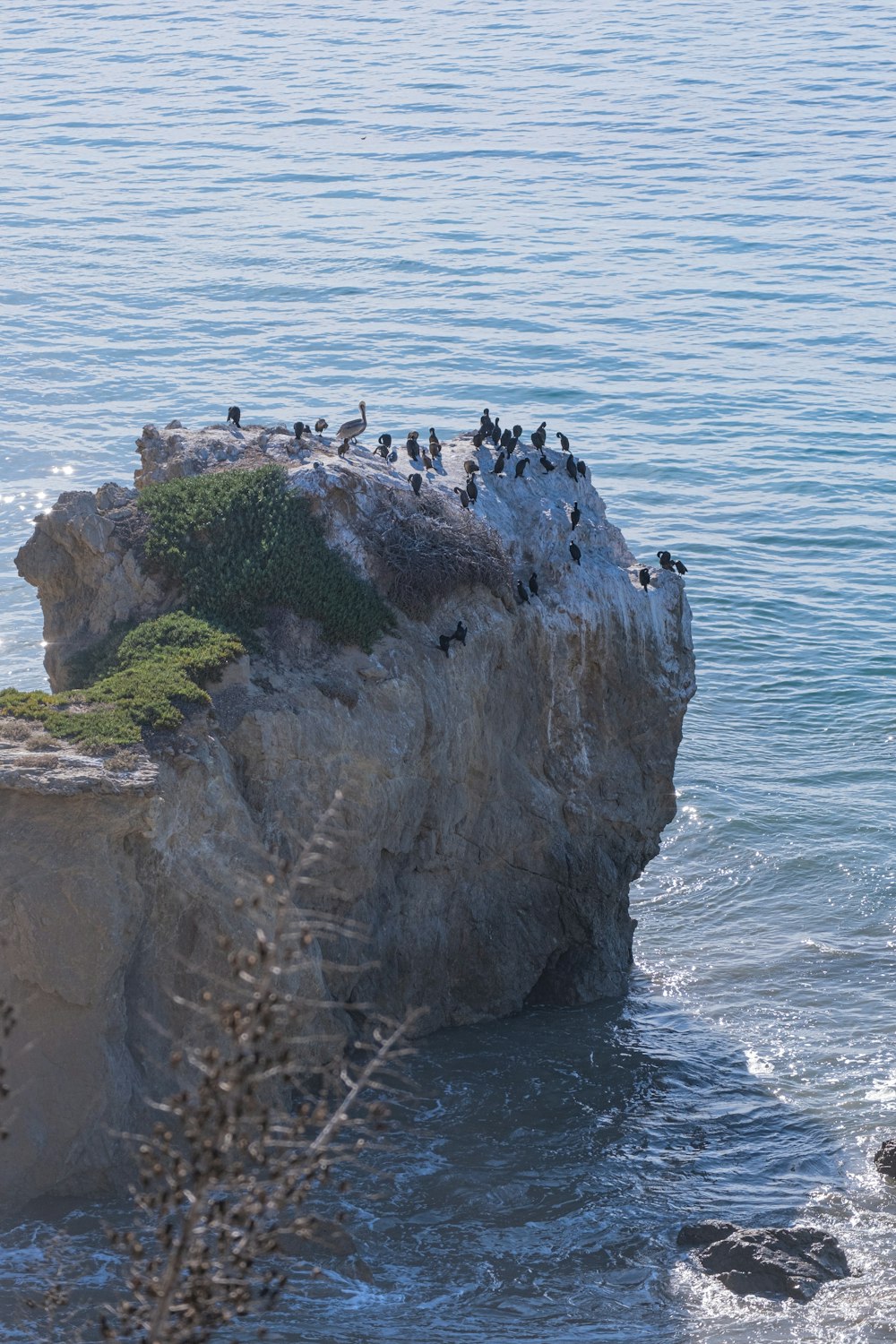 a flock of birds sitting on top of a rock near the ocean