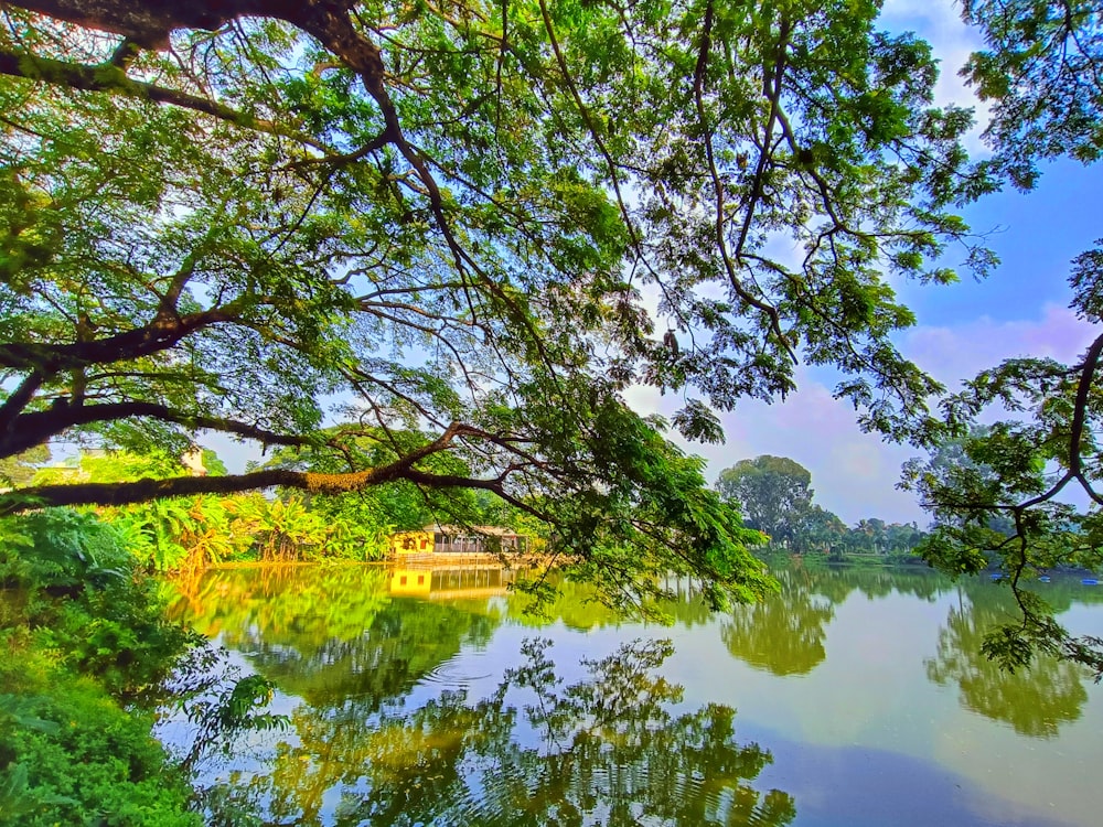 Un cuerpo de agua rodeado de frondosos árboles verdes