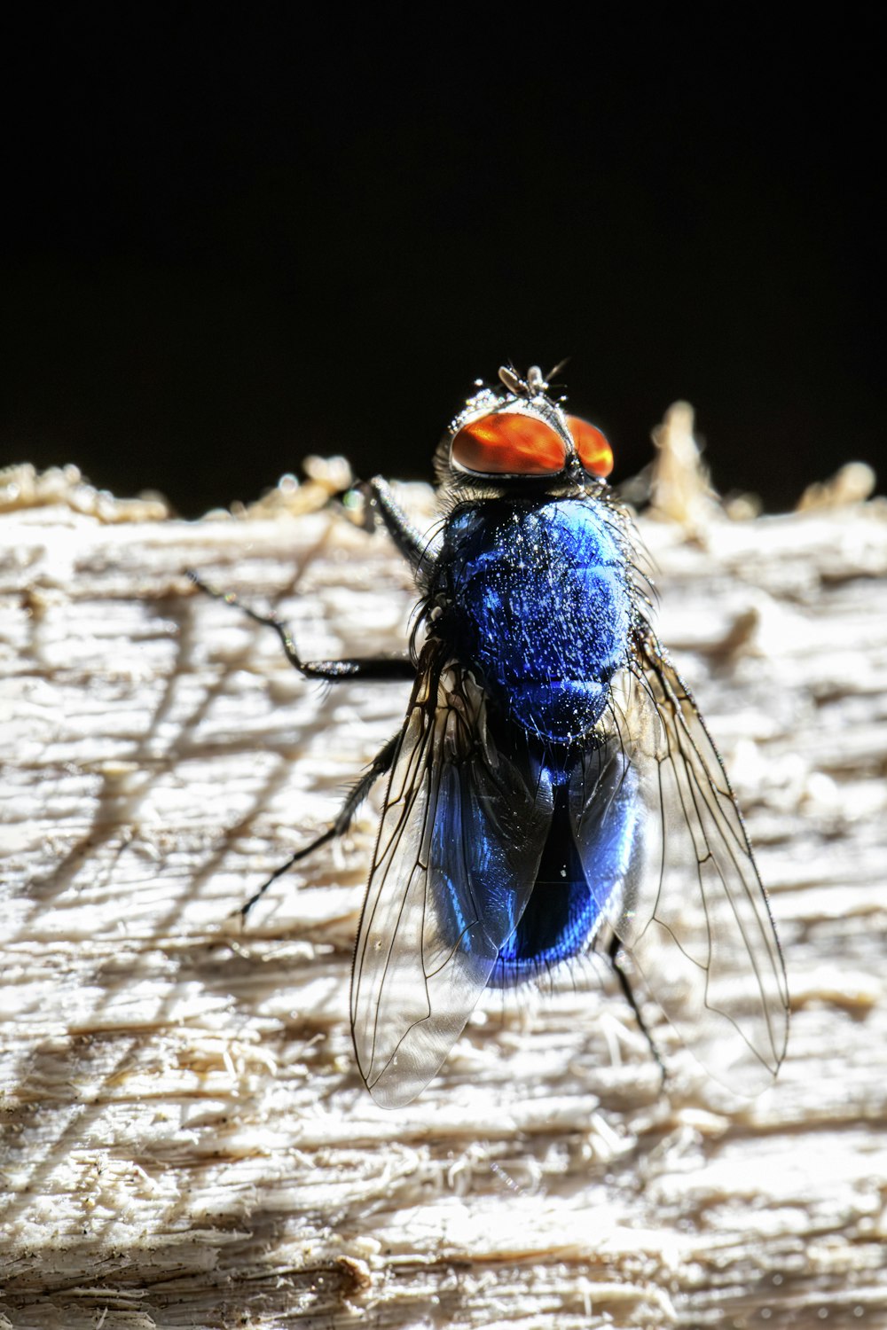 a blue fly sitting on top of a piece of wood