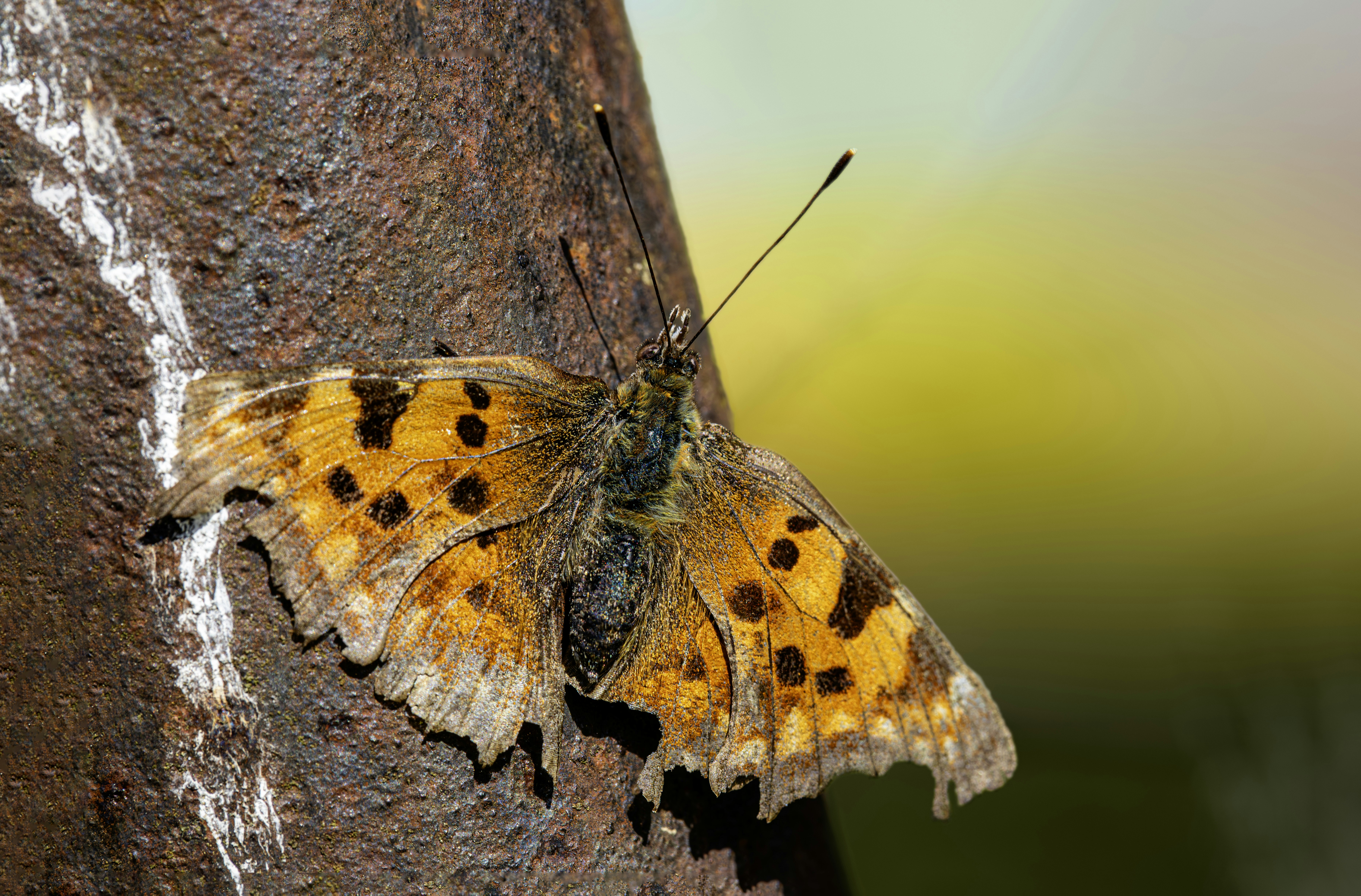 Photo by erik_karits