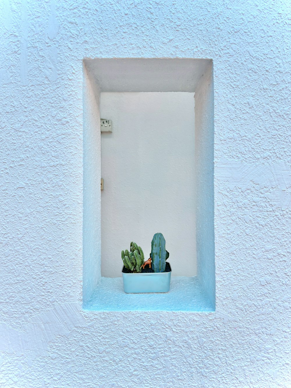 a cactus in a blue pot in a white wall
