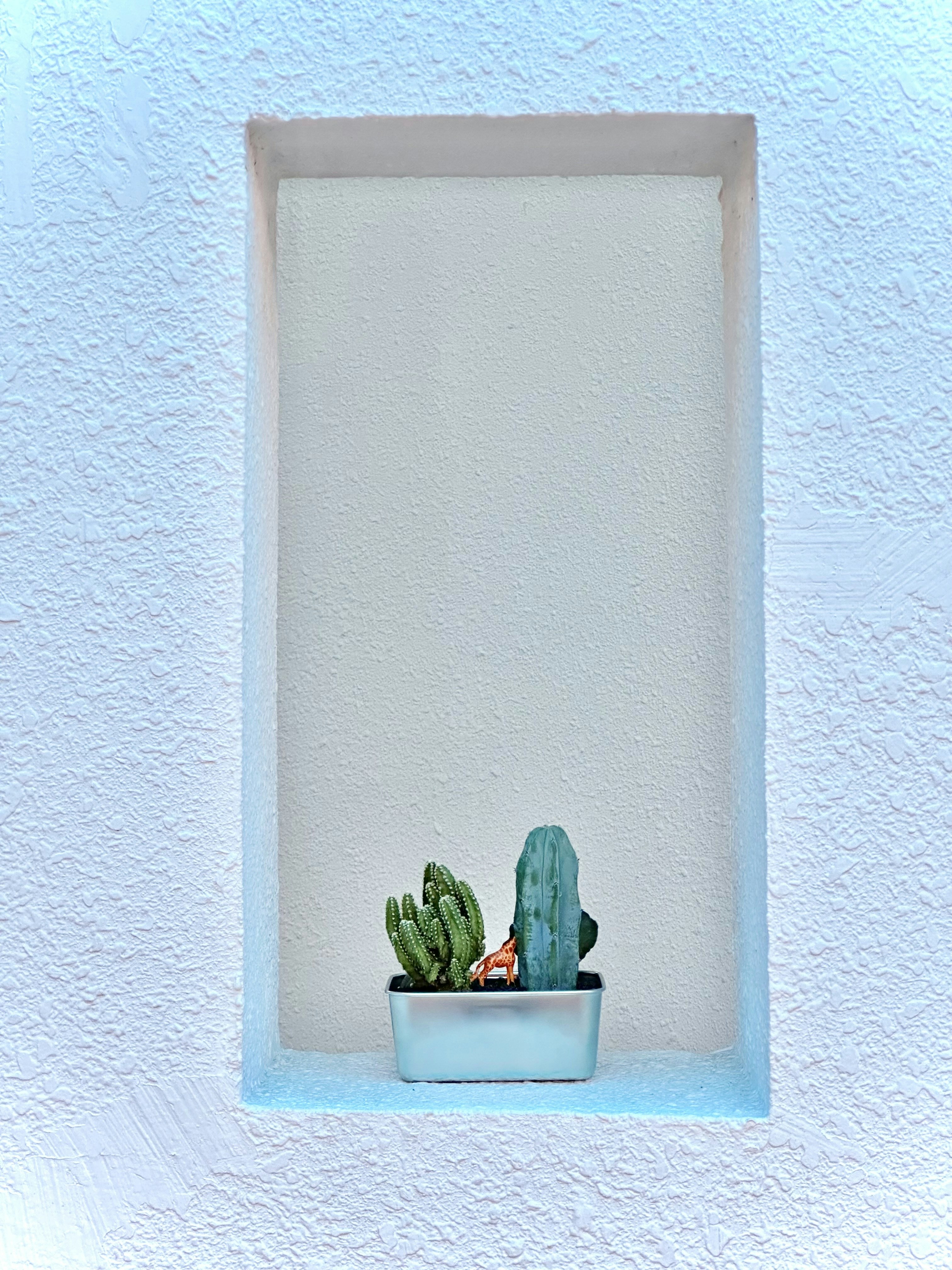 a cactus in a pot on a window sill