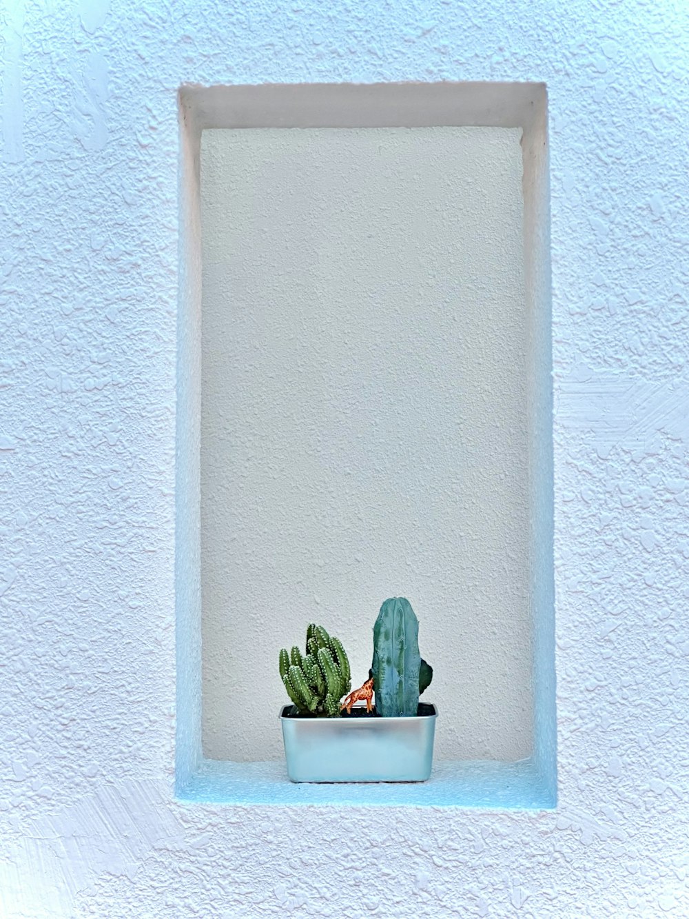 a cactus in a pot on a window sill