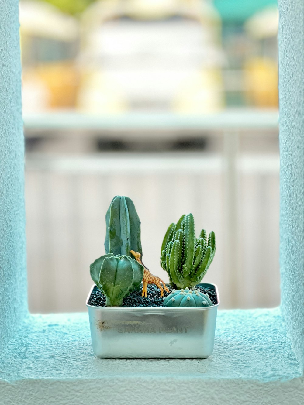 ein kleiner Kaktus im Topf sitzt auf einem Fensterbrett