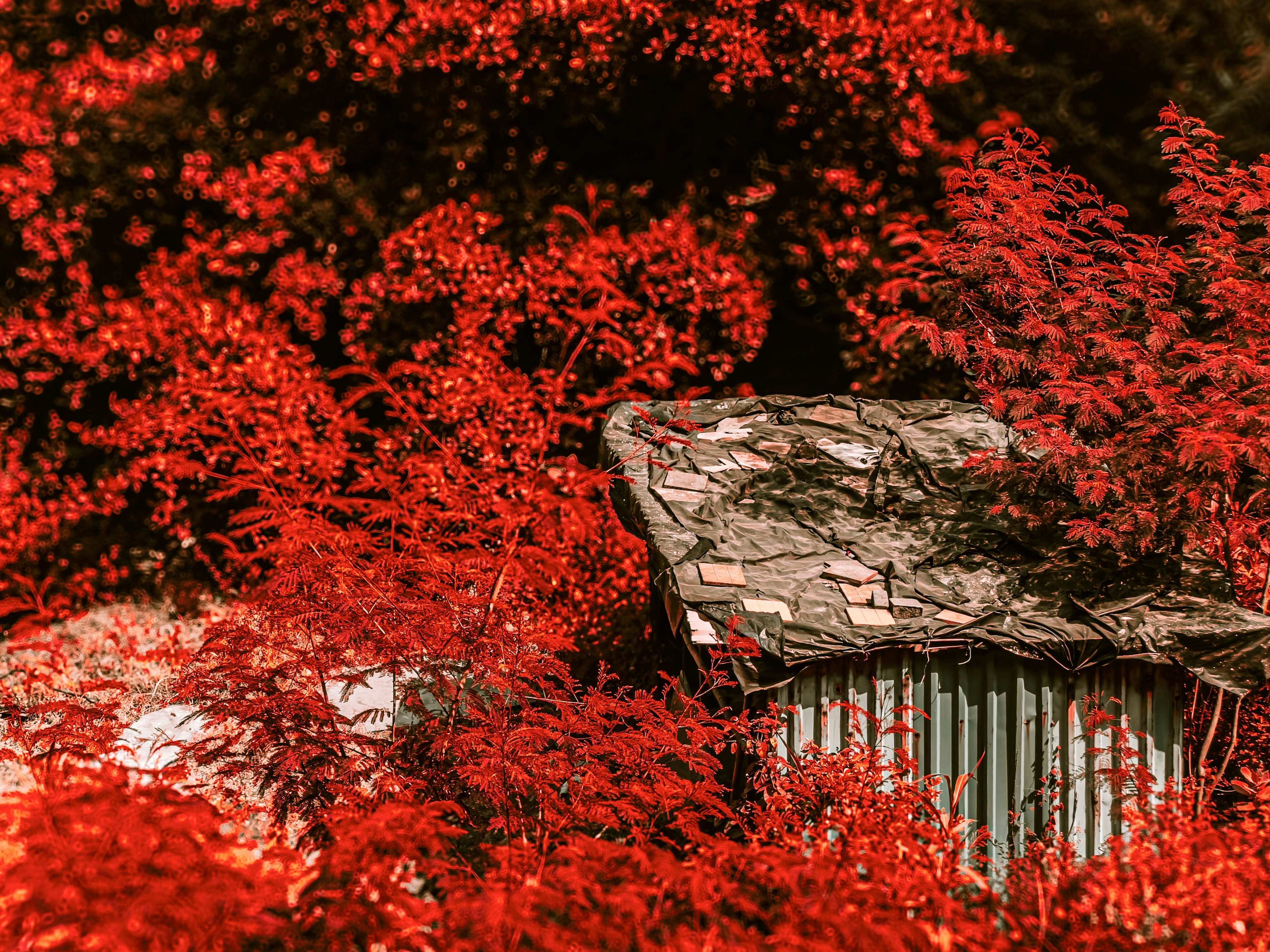 a red bush with a shed in the middle of it