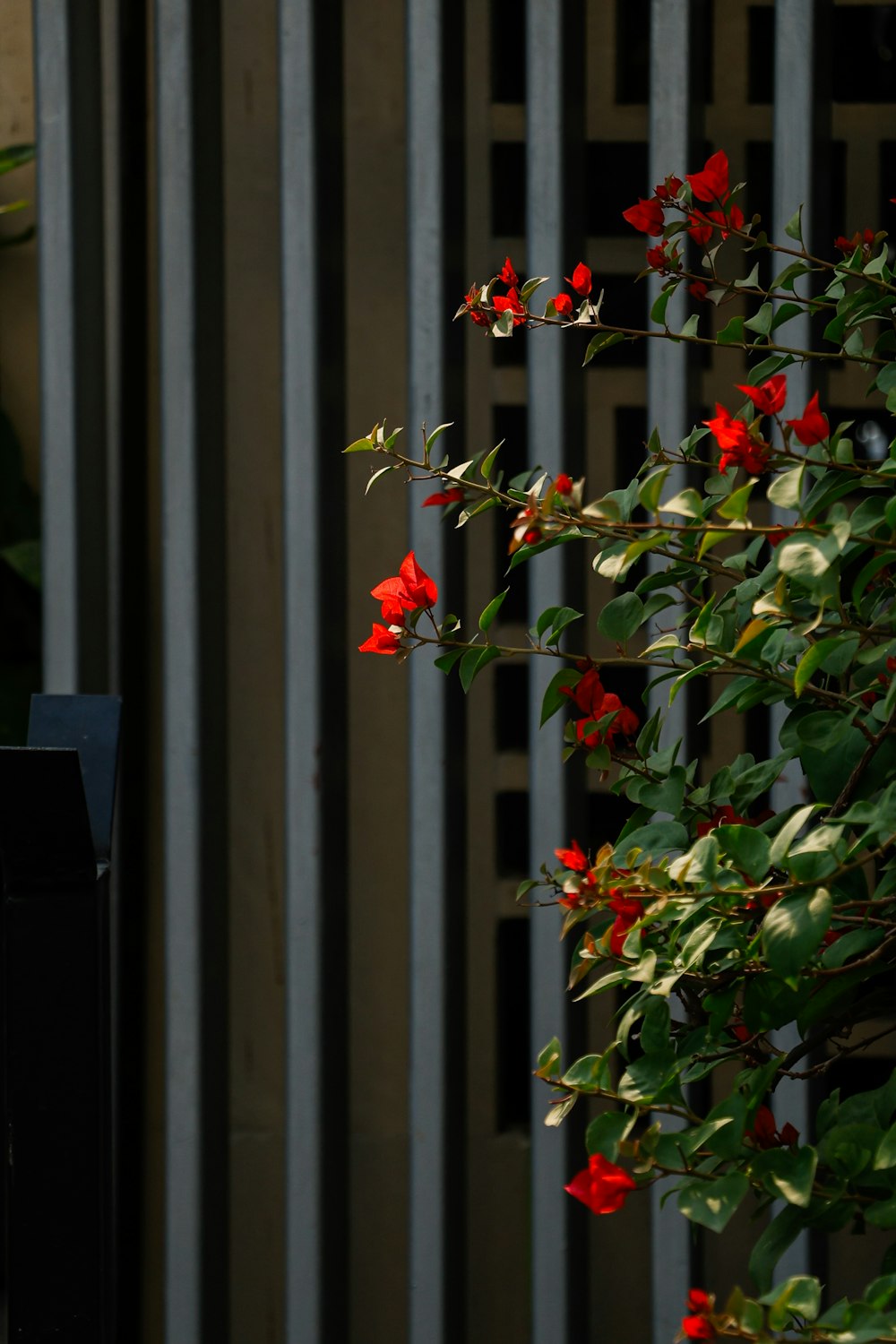 red flowers are growing on the side of a building