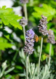 Close-up of bees actively pollinating vibrant lavender flowers.