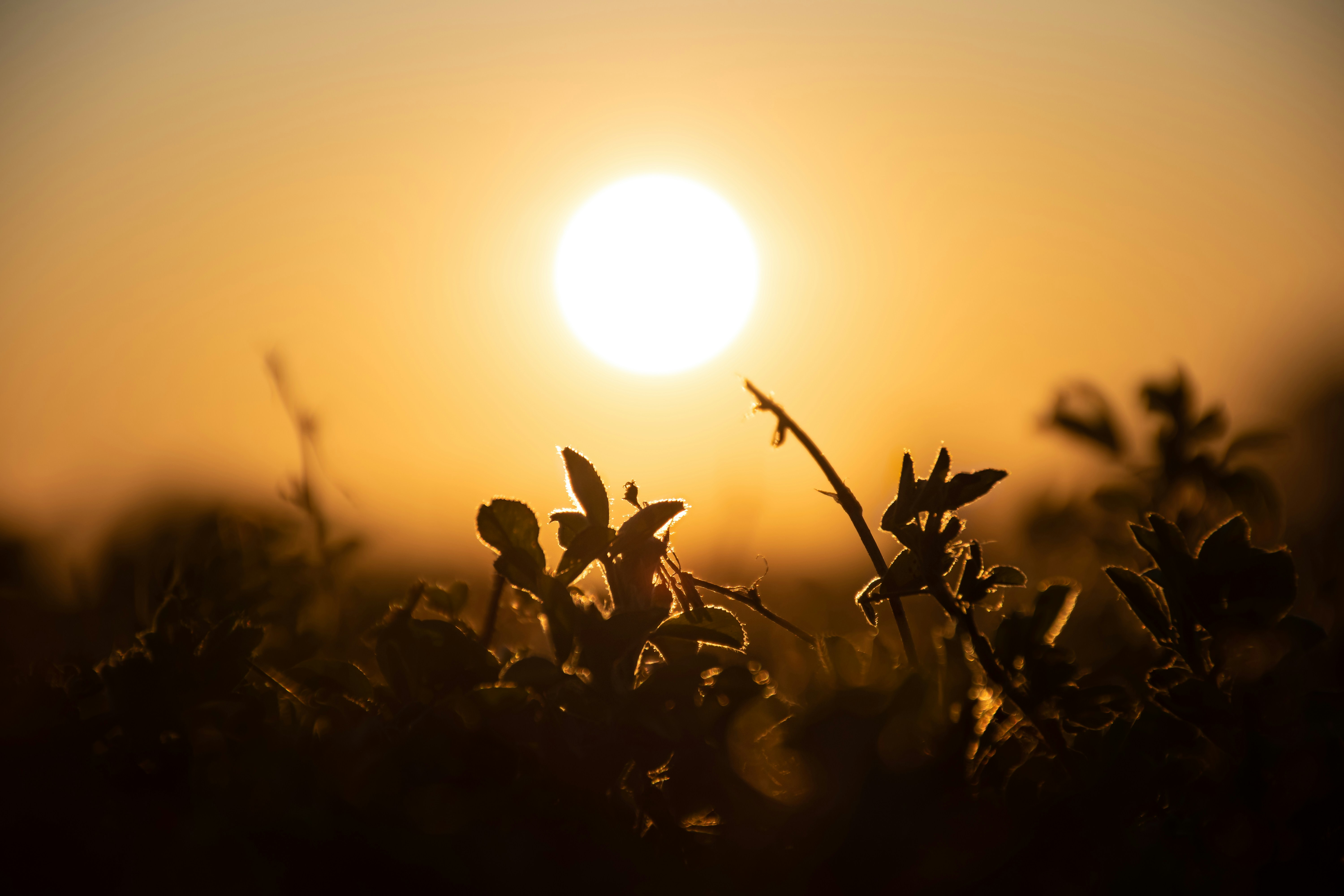 Photo by adam_skrinnikoff