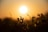 A vibrant, glowing sun is low on the horizon, creating a beautiful silhouette of plant leaves and stems in the foreground against a golden sky.