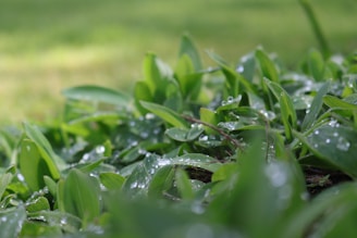 Close-up of dew on fresh leaves, capturing Konkan’s vibrant biodiversity.