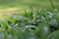 Close-up of fresh green leaves with dew drops against a soft blue background, evoking purity and freshness.