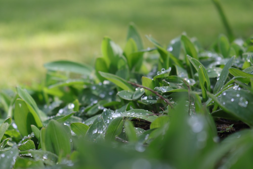 a close up of grass with water droplets on it