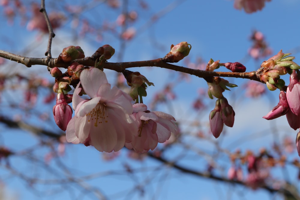 a branch of a tree with pink flowers