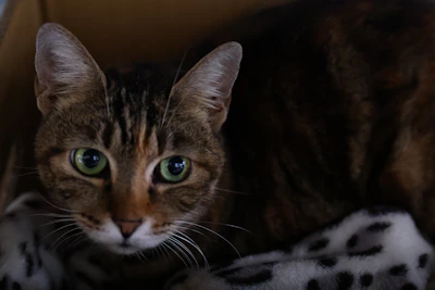 A sleek black cat with bright green eyes perched on a cozy blanket.