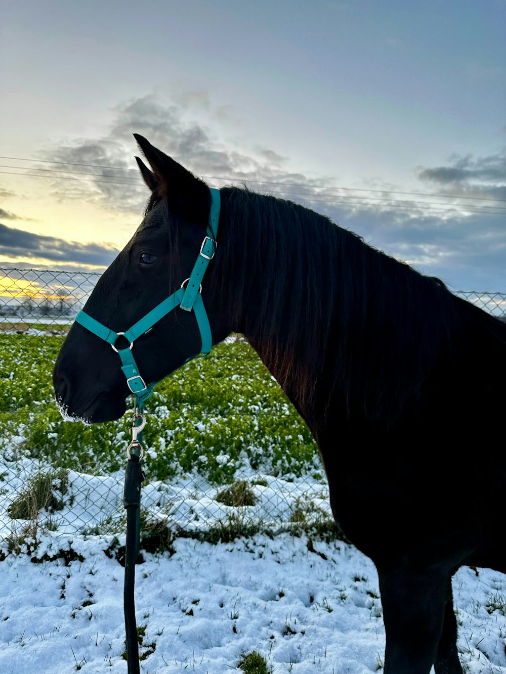 a black horse with a blue bridle standing in the snow