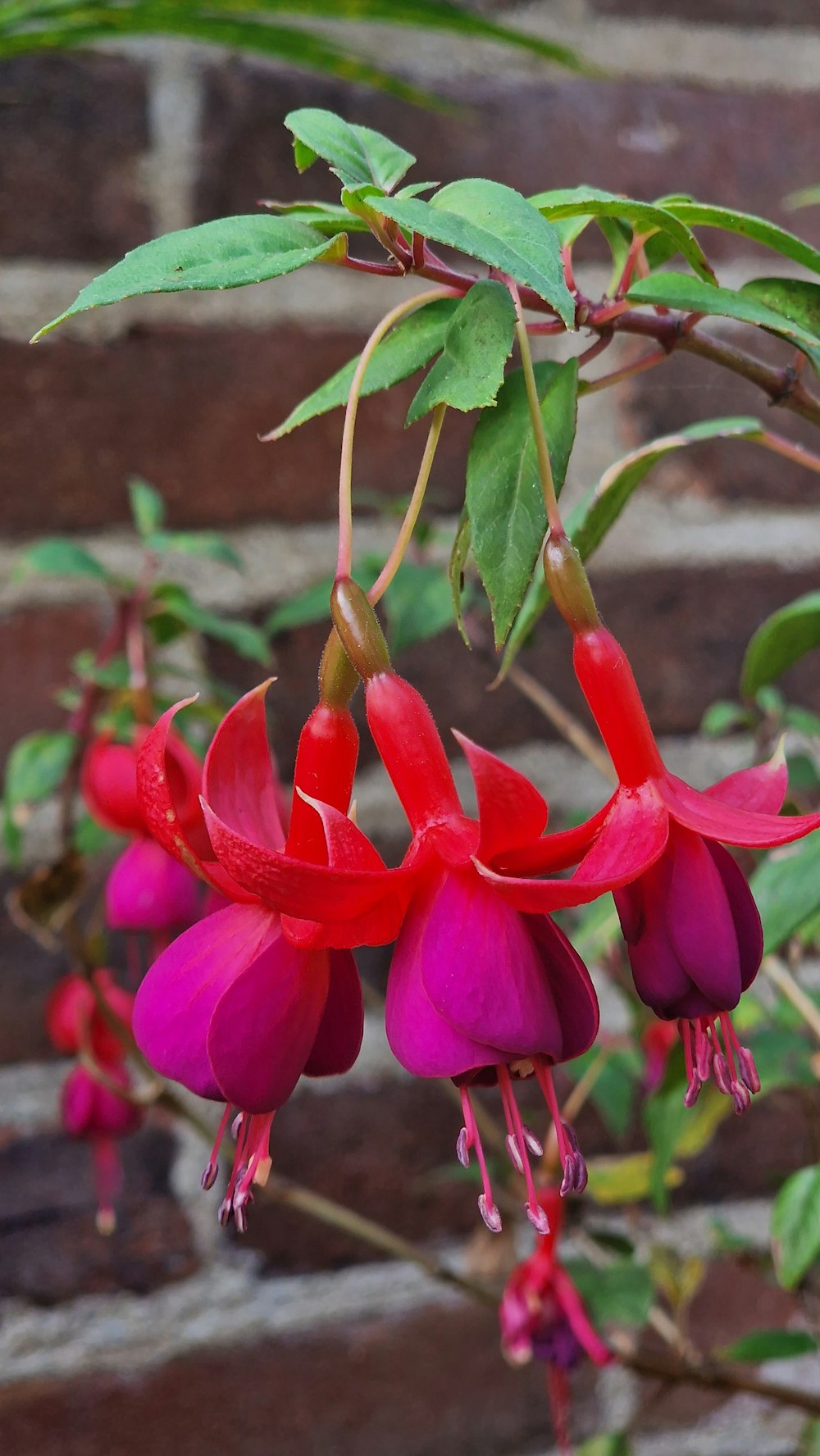 a close up of a flower with a brick wall in the background