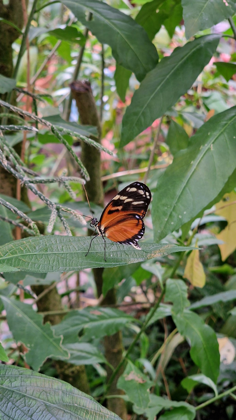 a butterfly sitting on top of a green leaf