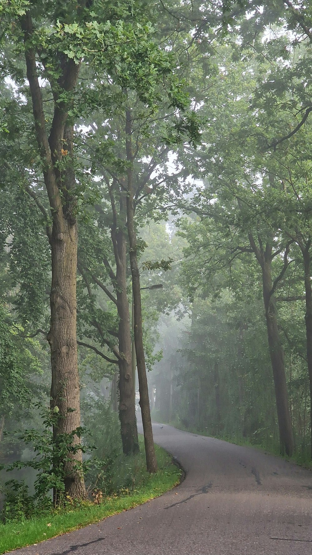 a road in the middle of a forest on a foggy day