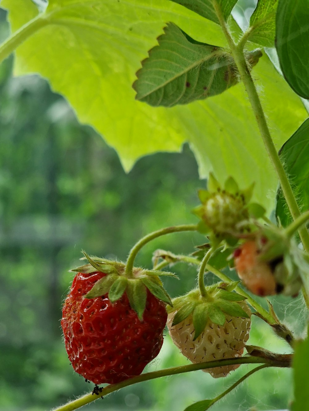 a close up of two strawberries on a plant