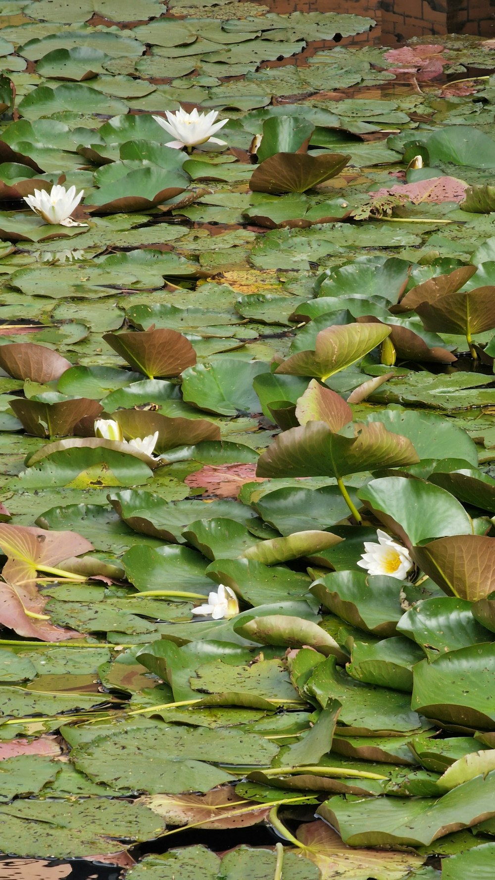 white water lilies in a pond with green leaves