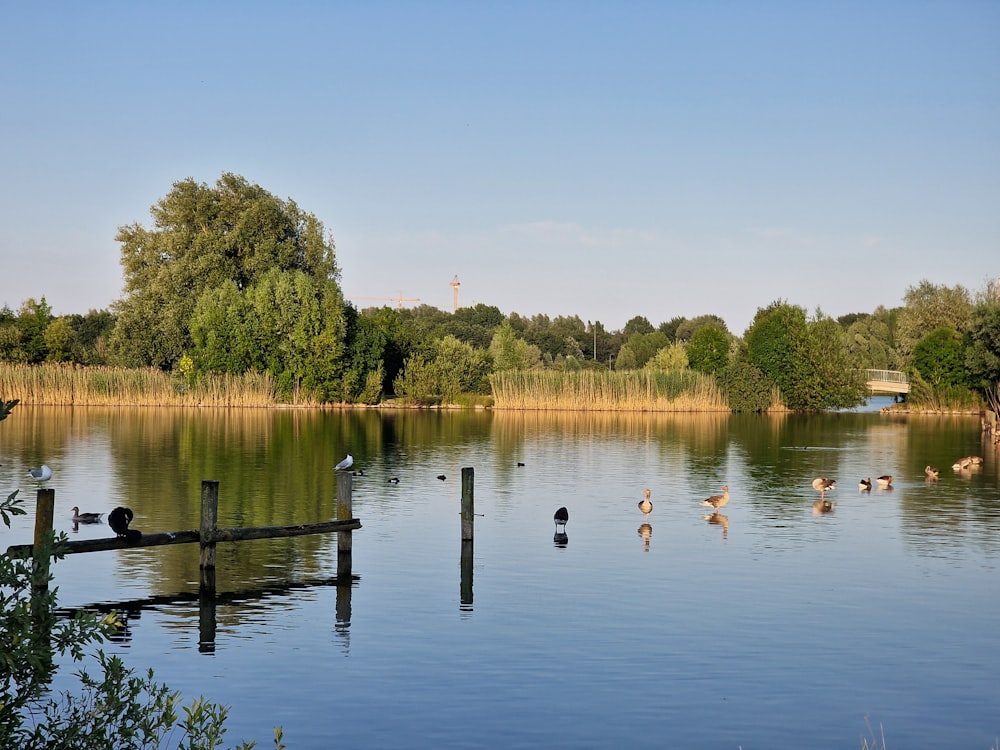 a body of water with a bunch of birds in it