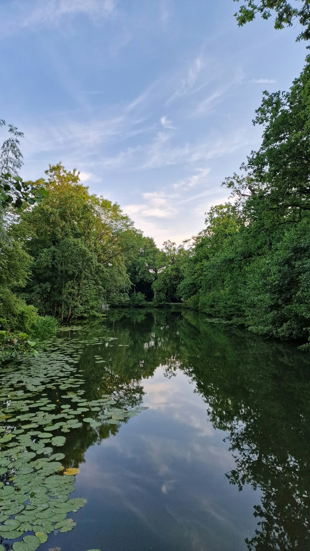 a body of water surrounded by lots of trees