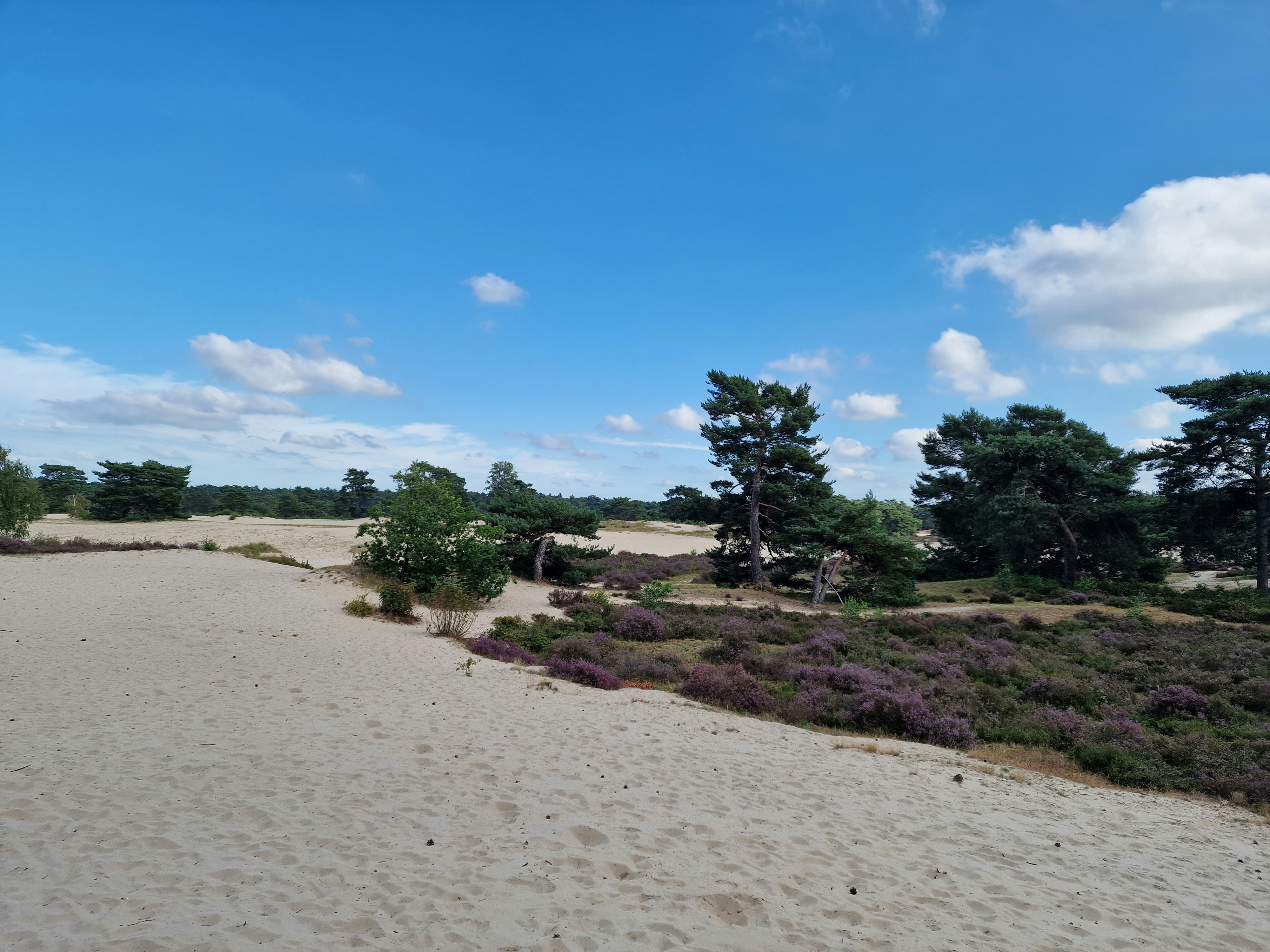a sandy area with trees and bushes in the background