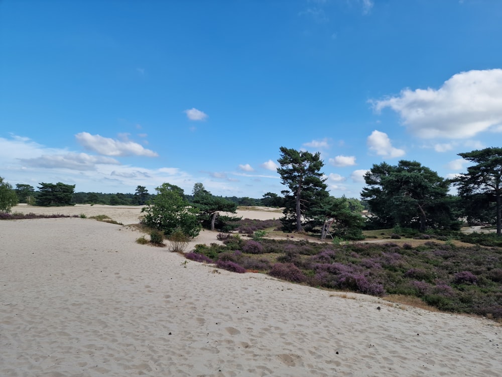 a sandy area with trees and bushes in the background