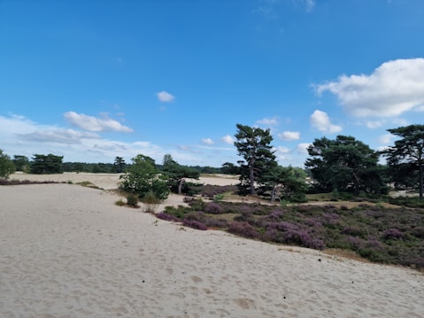 A serene landscape featuring a sandy area with scattered greenery, including bushes and trees. The sky is bright blue with some white fluffy clouds providing a peaceful backdrop. The scene suggests a natural environment, possibly a desert or a coastal dune with purple flowering plants dotting the foreground.