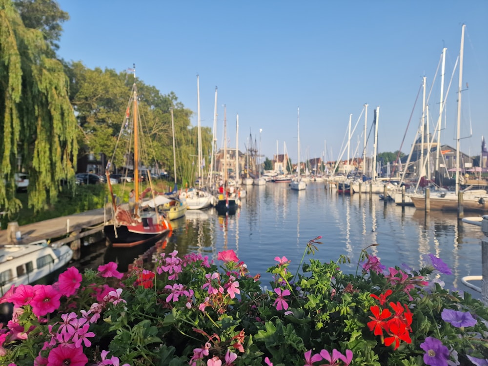 a harbor filled with lots of boats and lots of flowers