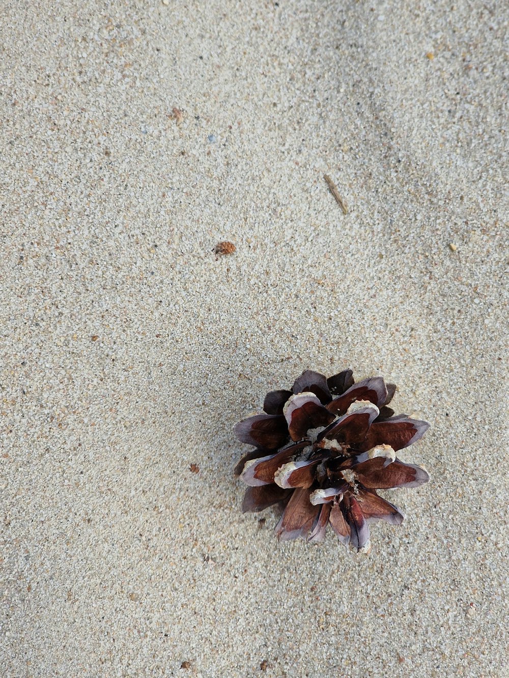 ein kleiner Tannenzapfen, der auf einem Sandstrand sitzt