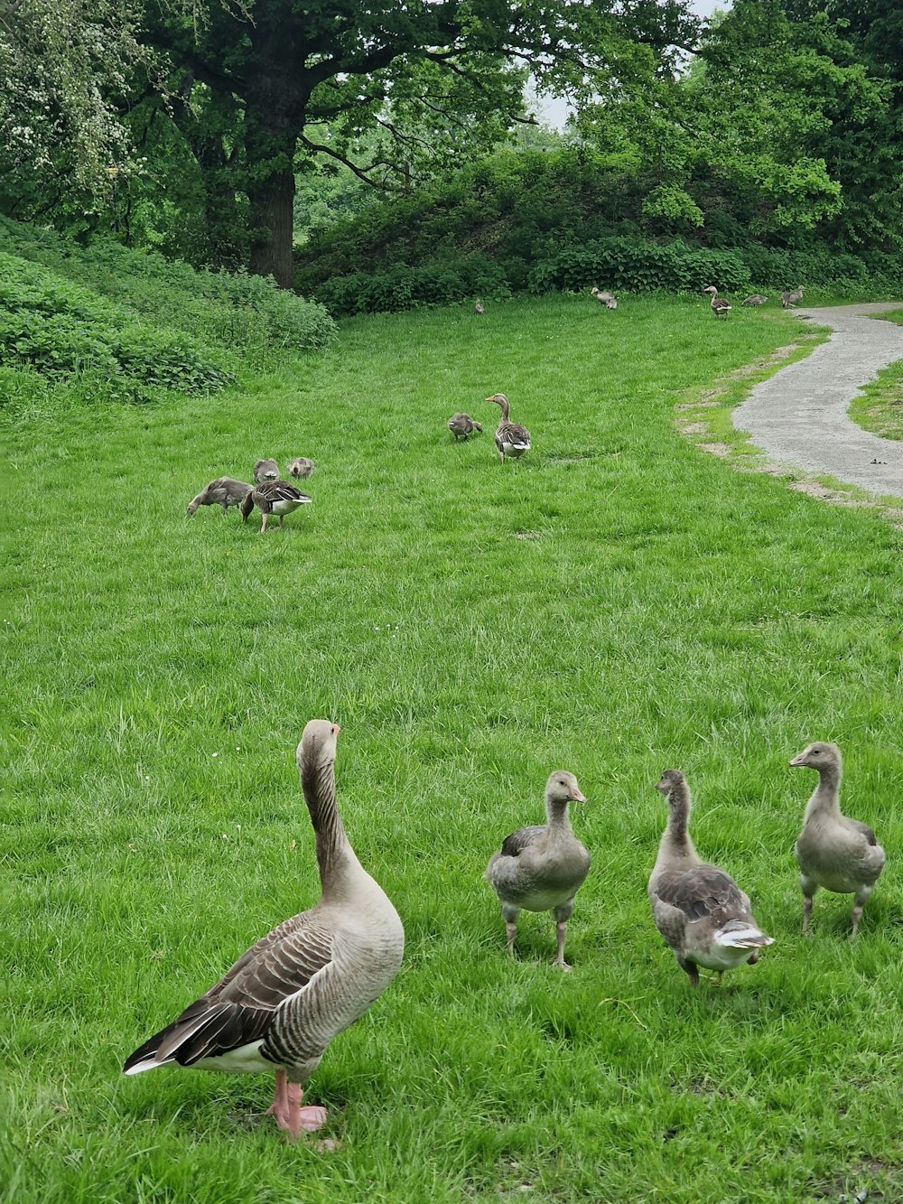 a flock of ducks standing on top of a lush green field