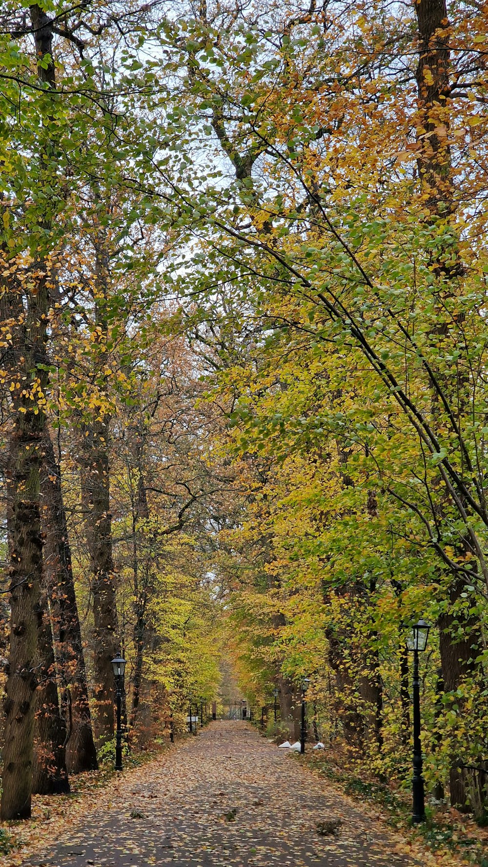 a tree lined road in the middle of a park