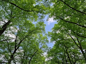 A canopy of lush green trees towers overhead with leaves forming a verdant ceiling against a clear blue sky. Sunlight filters through the foliage, casting dappled light and creating a tranquil natural scene.