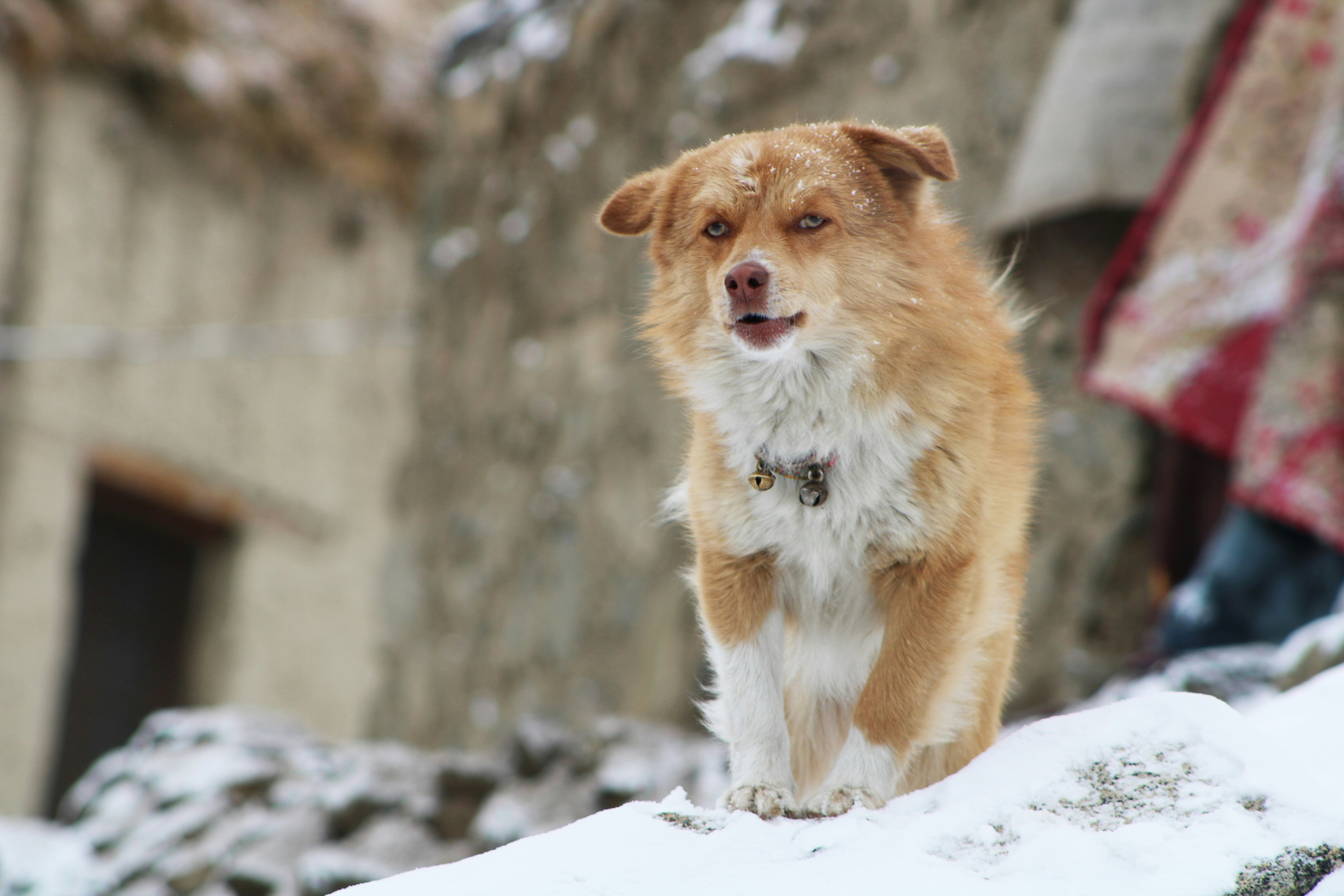 a brown and white dog standing on top of snow covered ground