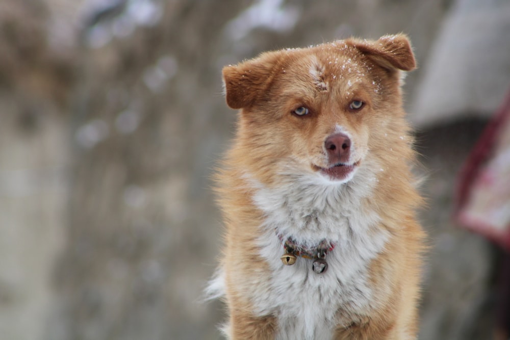 a brown and white dog standing on top of a snow covered ground