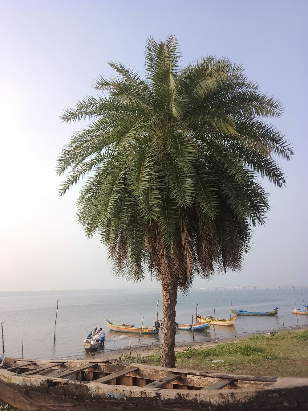 a palm tree next to a beach with boats in the water