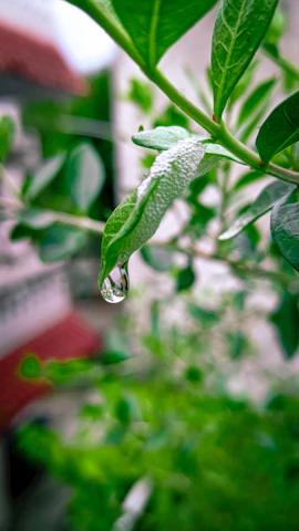 Close-up of a green leaf with dewdrops, symbolizing freshness and purity.