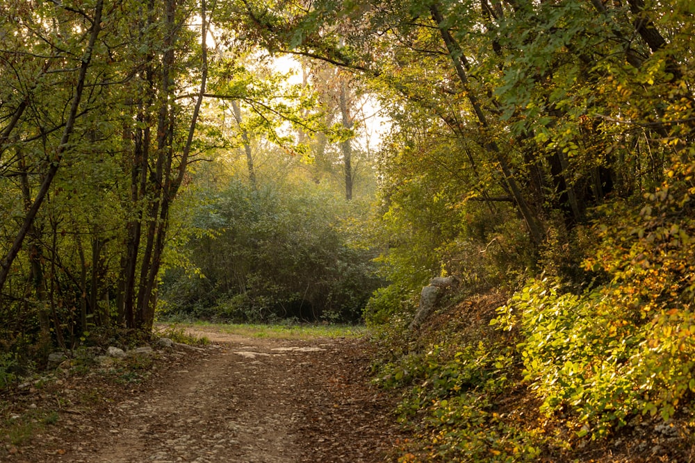 a dirt road in the middle of a forest