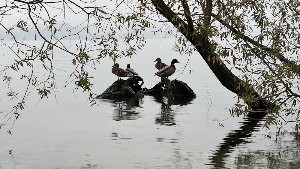 a group of birds sitting on top of a rock in the water