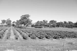 Old black and white photo of the founding family in the vineyard.