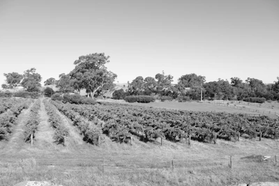 Old black and white photo of the founding family in the vineyard.