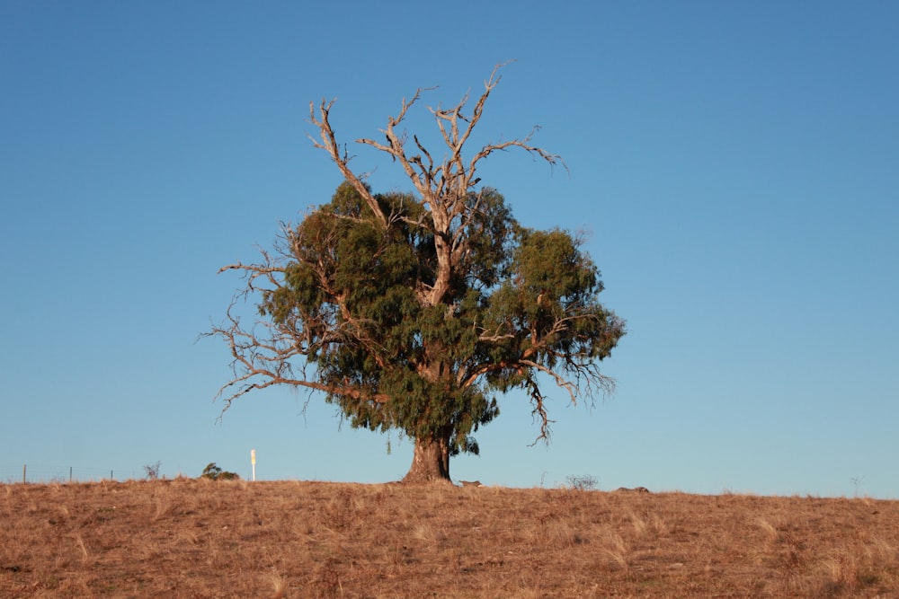 a lone tree in the middle of a field