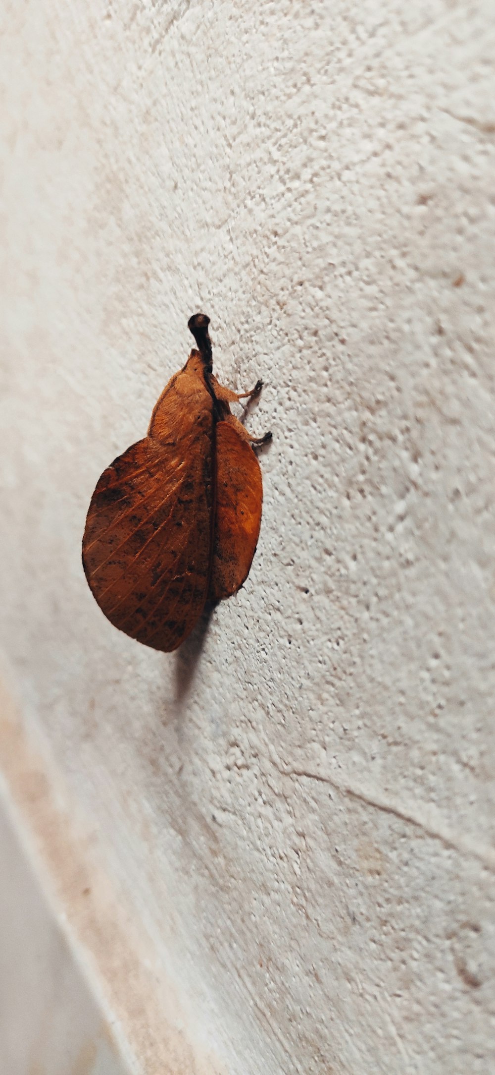 a brown moth sitting on the side of a white wall