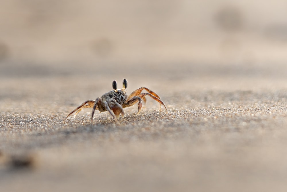 a close up of a crab on a beach