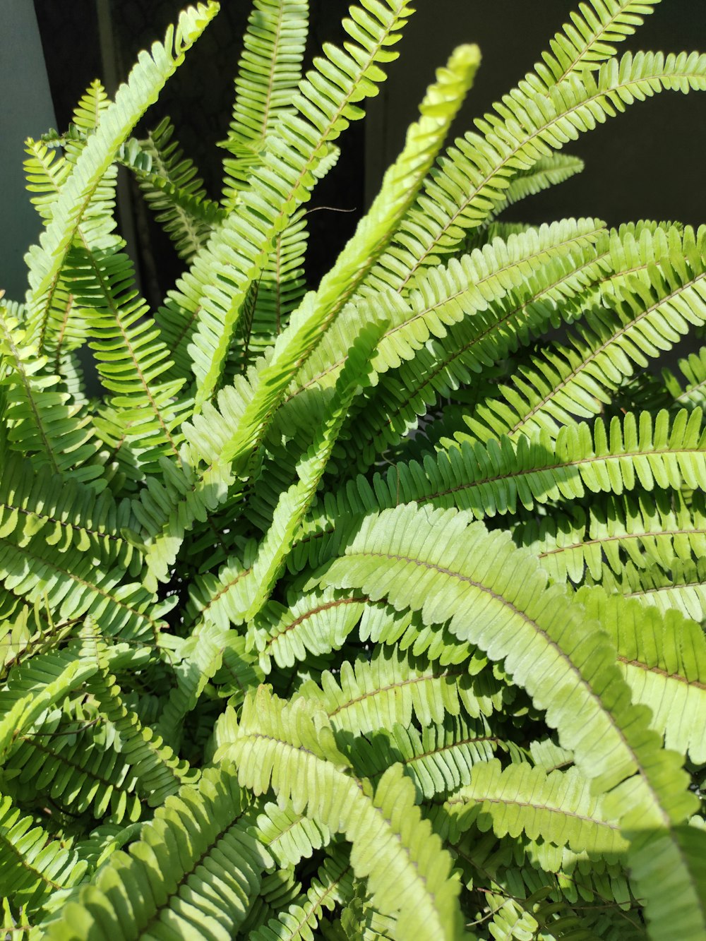 a close up of a green plant with lots of leaves