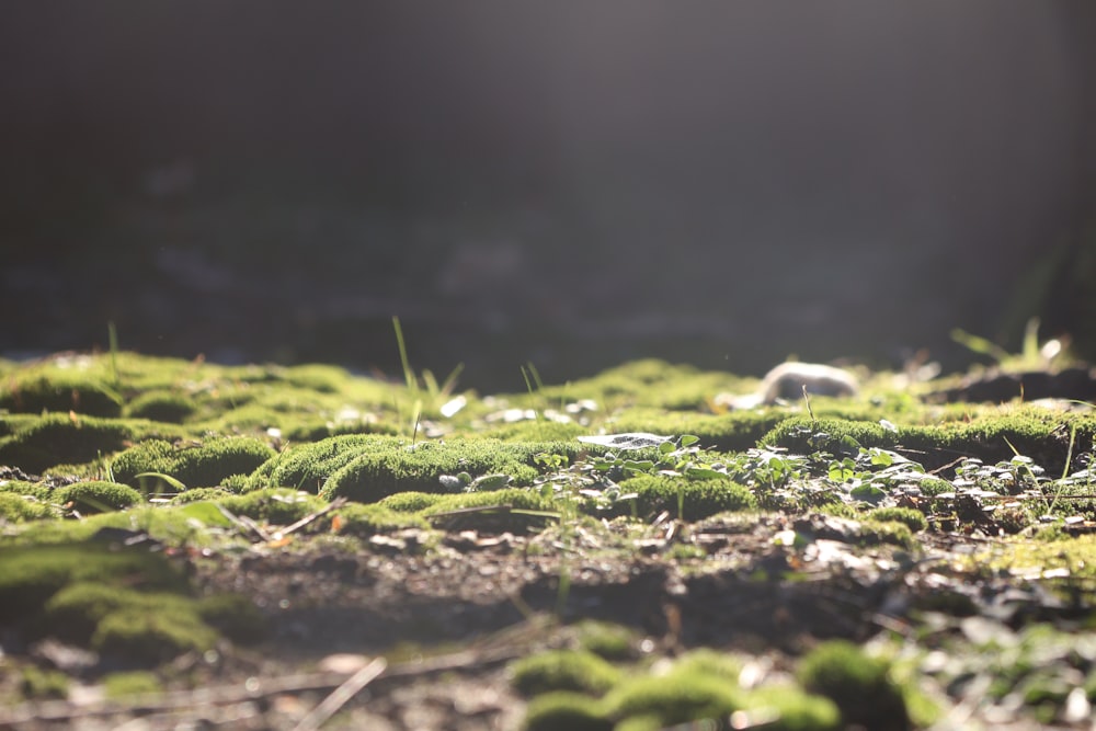 a close up of a moss covered ground