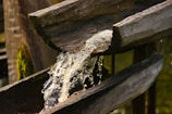 Close-up of fresh water flowing from a natural spring into the aqueduct system.
